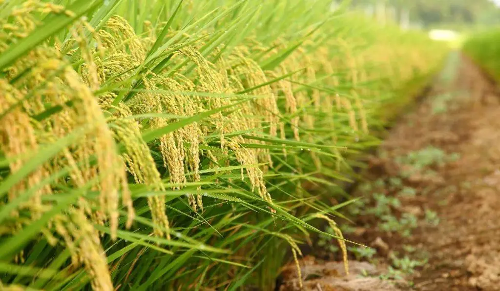Water conservation practices for your farm - image 3
