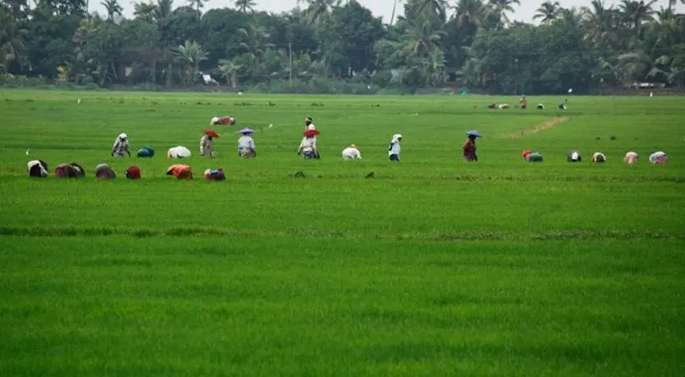 Kuttanad project by TAFE JFarm - image 1