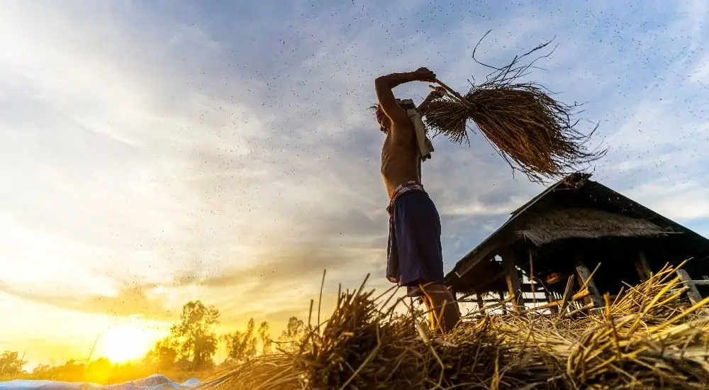 Kuttanad project by TAFE JFarm - image 3