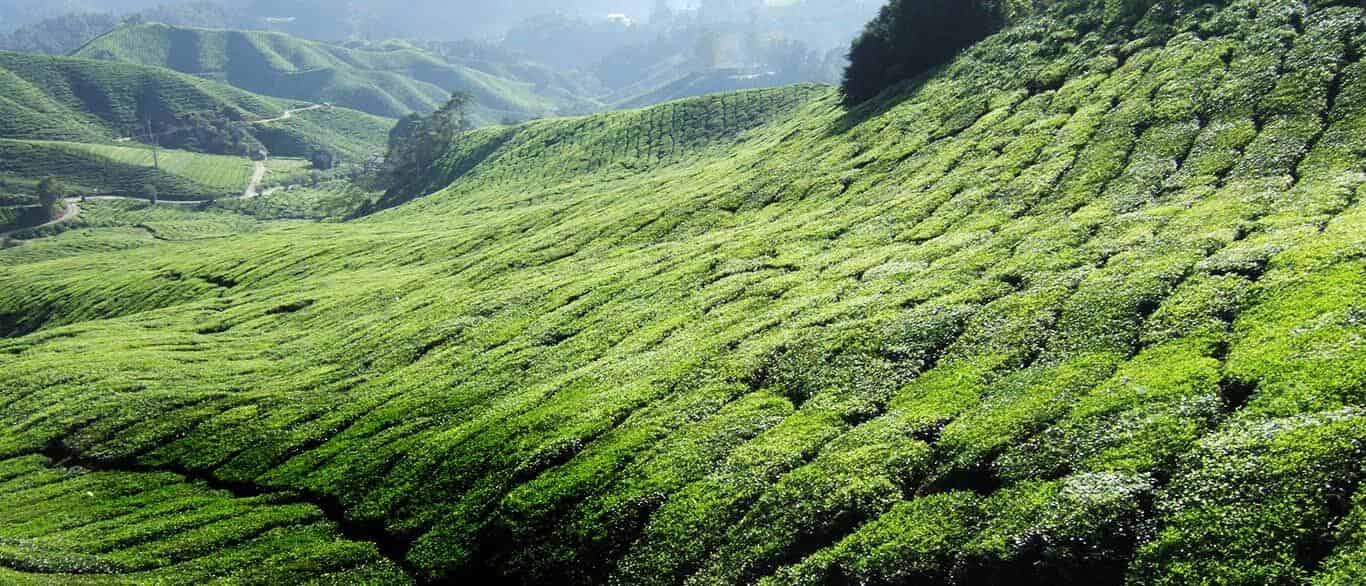 Southern Tree Farms